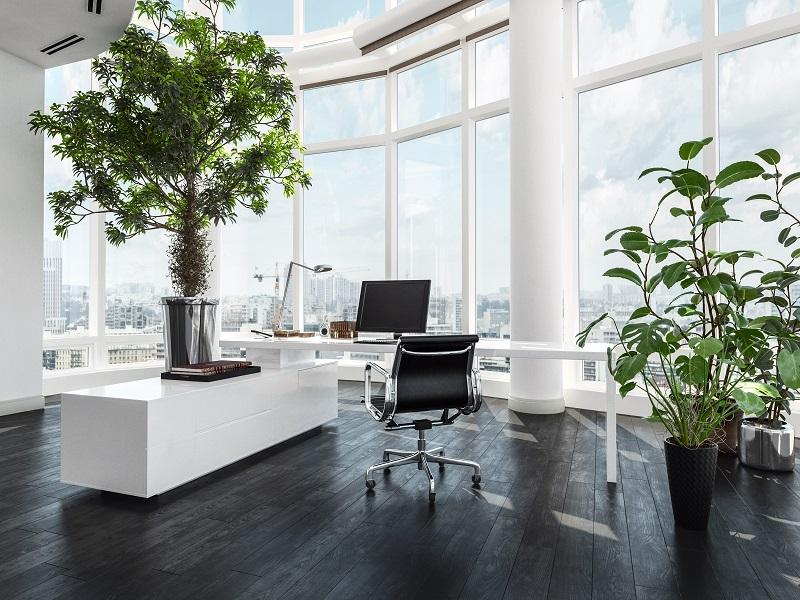 Plants: The Answer to Improved Productivity, Attention and Creativity
